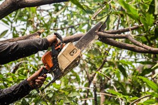 Élagage des arbres : des obligations bien réglementées pour la sécurité de  tous ! - Ville de Drancy