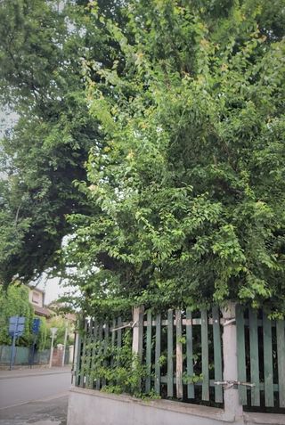 Seniors. Comment élaguer ses arbres en toute sécurité