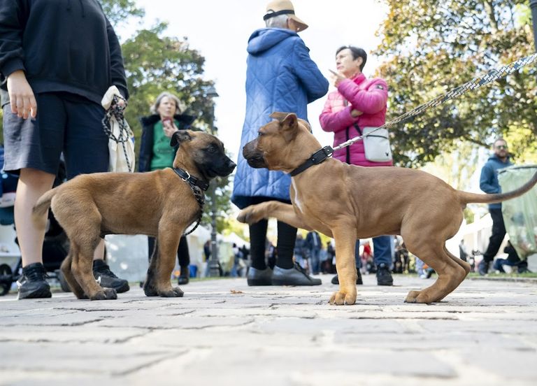 Drancy fête les animaux !