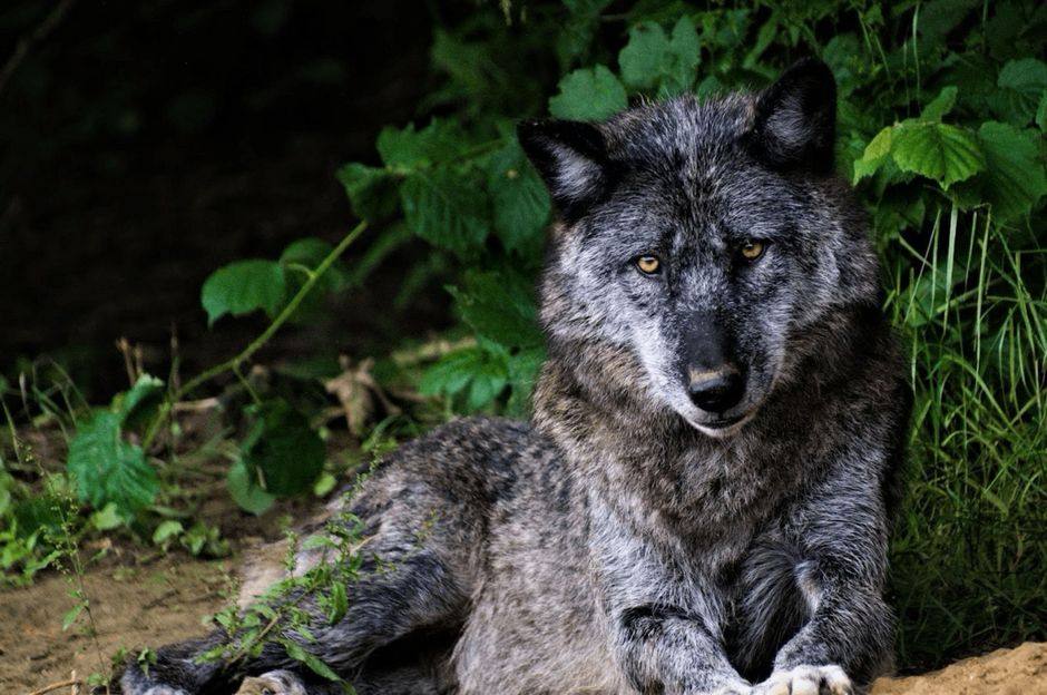 Agrandir l'image, .JPG 368 Ko (fenêtre modale)