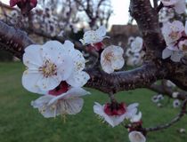 Agrandir l'image, .JPG 236,7 Ko (fenêtre modale)