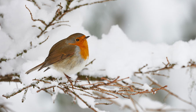Protégeons les oiseaux en hiver - Ville de Drancy