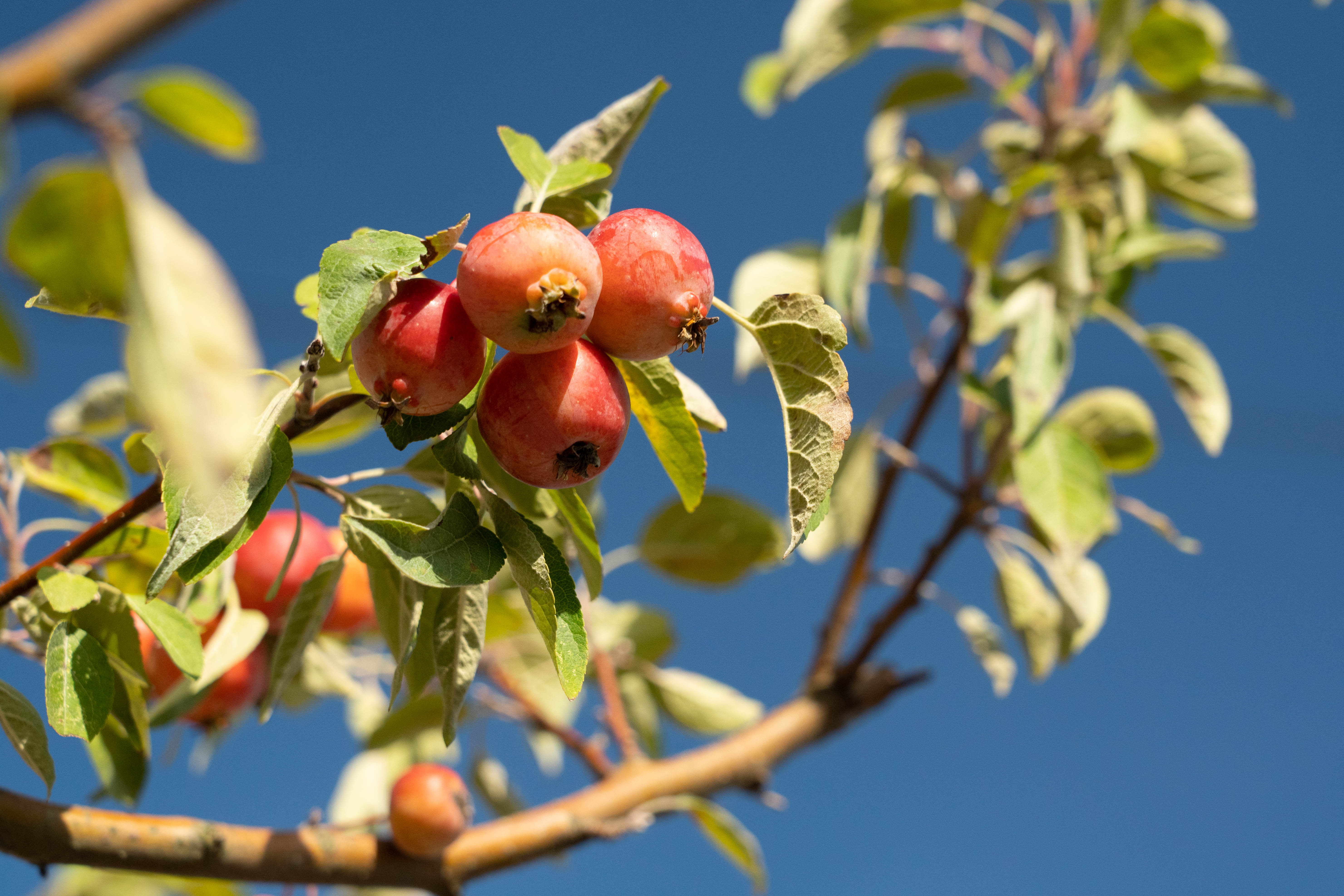 Élagage des arbres : des obligations bien réglementées pour la sécurité de  tous ! - Ville de Drancy